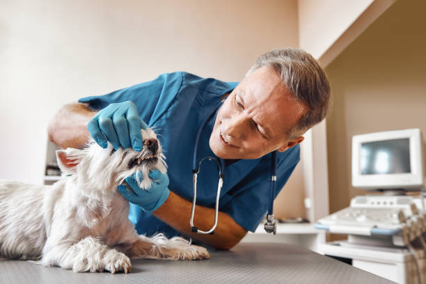 Best Weekend Emergency Dentist in Tuscola, IL